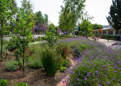 Campus Landscape A street with purple flowers and shrubs.