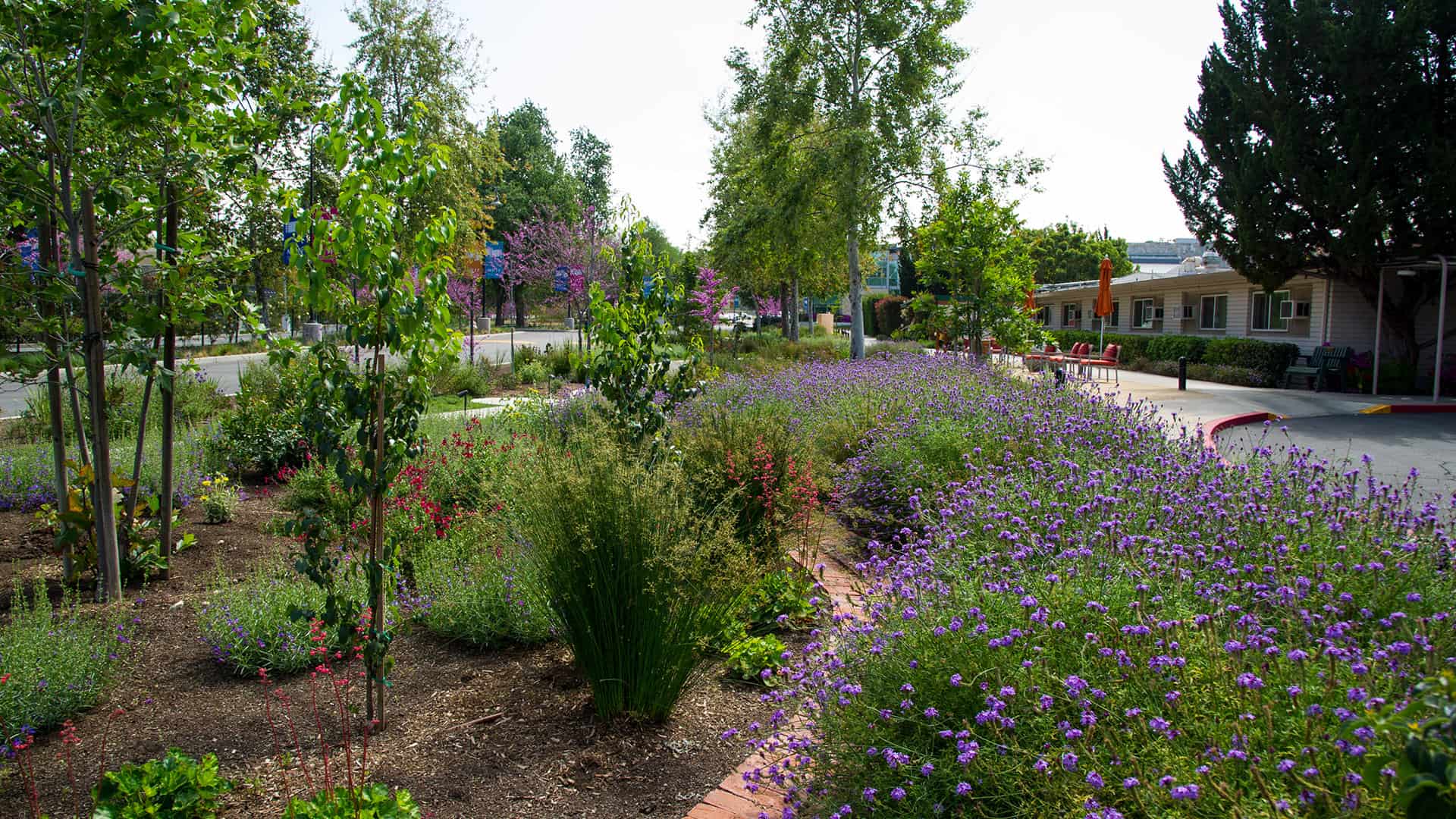 Campus Landscape A street with purple flowers and shrubs.